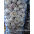 Loose packing Normal White Garlic 10kg mesh bag